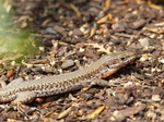 FZ017243 Viparous Lizard (Zootoca vivipara).jpg